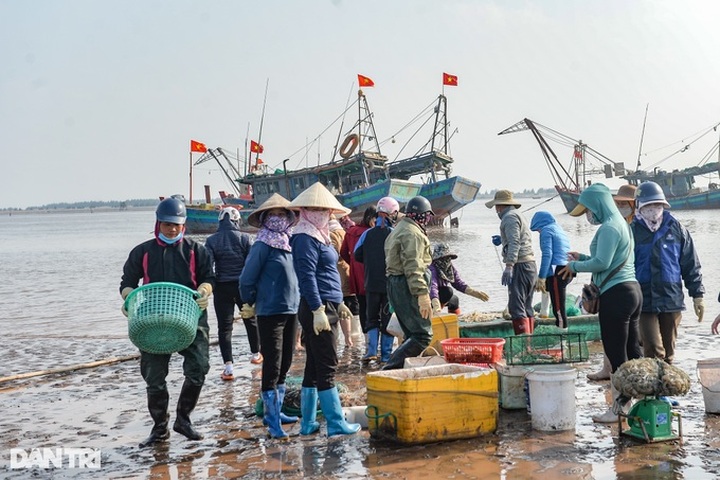 Nam Dinh fishermen enjoy big catches of mantis shrimp - 2