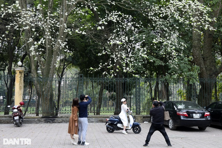 Hanoi streets bloom with white sua flowers - 6