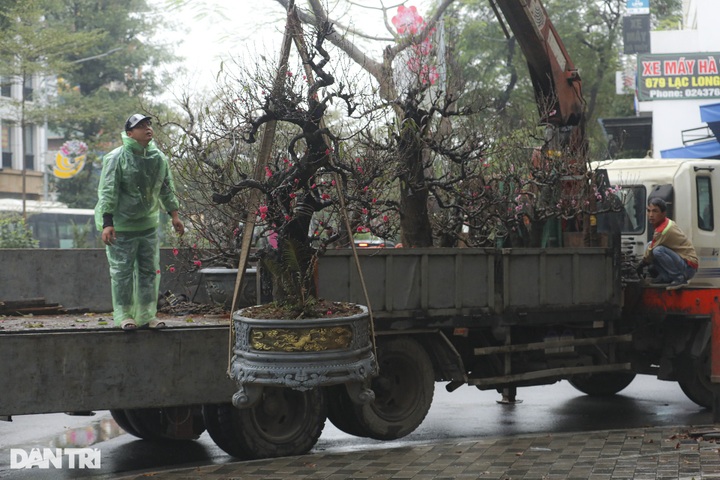 Early peach blossoms hit Hanoi streets - 5