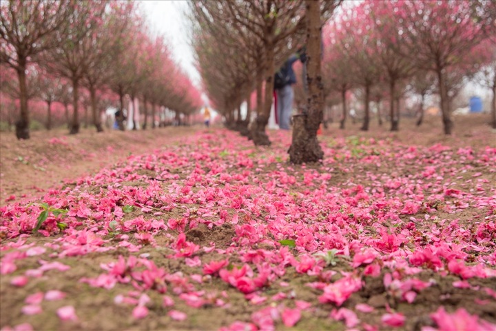 Early peach blossoms gardens in Hanoi attract visitors - 3