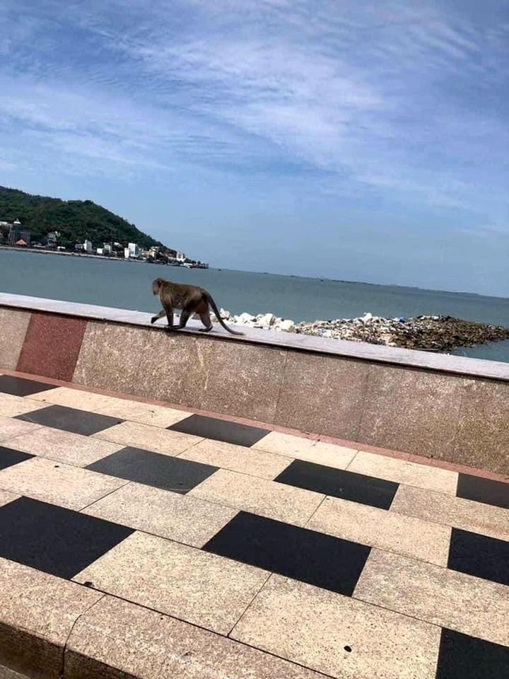 Vung Tau mountain monkeys look for food on streets - 3 Vung Tau mountain monkeys look for food on streets - 3