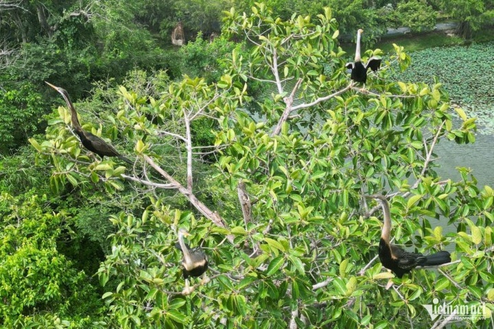 Rare bird flock found in Dong Nai - 2 Rare bird flock found in Dong Nai - 2