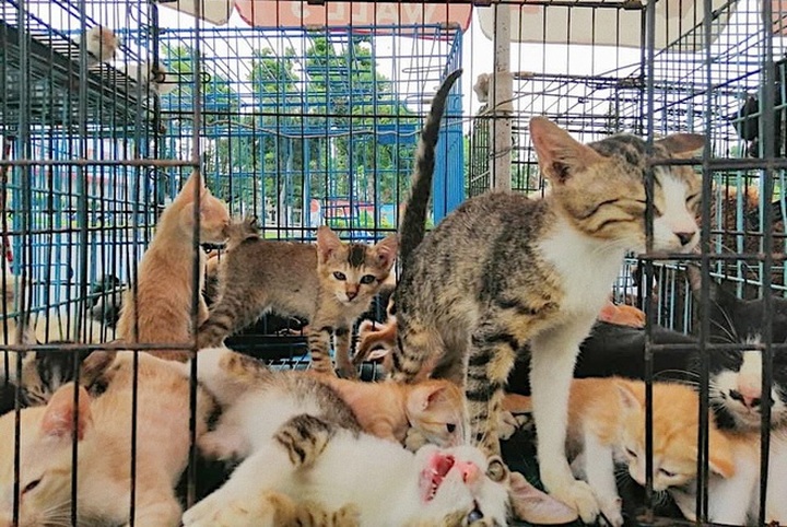 Woman takes care of abandoned animals amid pandemic in HCM City - 2