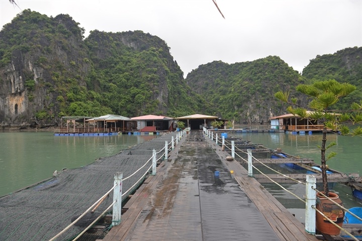 Quảng Ninh makes effort to preserve old fishing villages in Hạ Long Bay - 1
