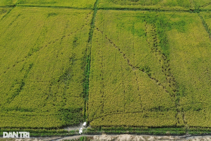 Wild elephants continue to eat crops in Dong Nai - 3 Wild elephants continue to eat crops in Dong Nai - 3