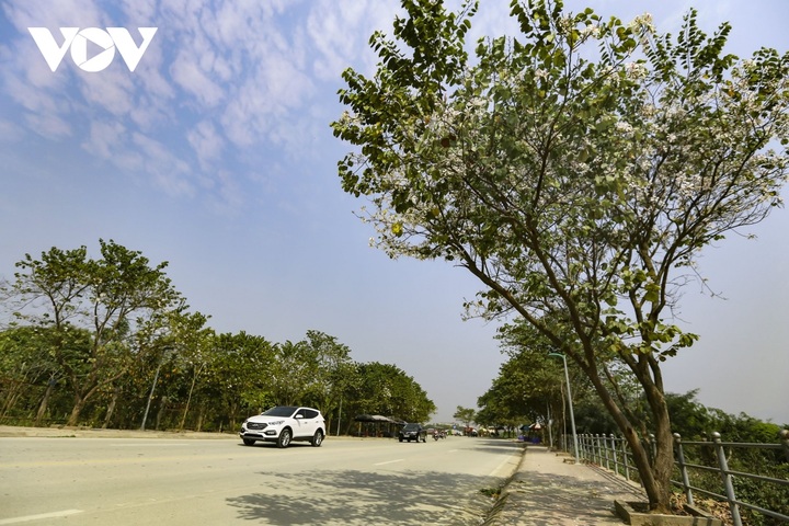 Bauhinia flower season in Dien Bien - 7