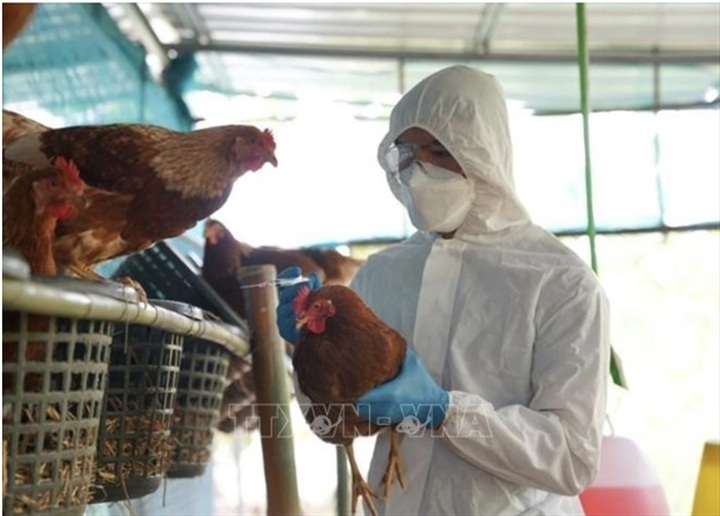 Potential risk of bird flu spreading to humans, warns Health Ministry following outbreaks - 1