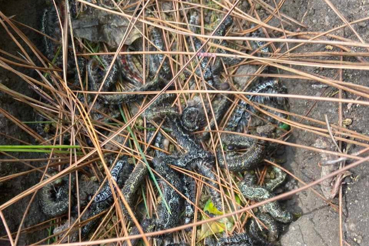 Pine forest in Ha Tinh ravaged by pine caterpillars - 1