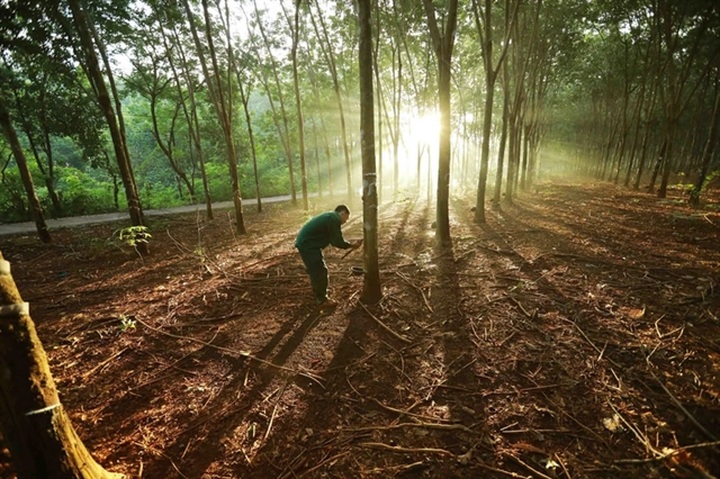 Vietnamese firms urged to quickly adapt to EU Deforestation Regulation - 1