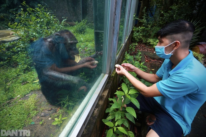 Saigon Zoo falls quiet during pandemic - 9