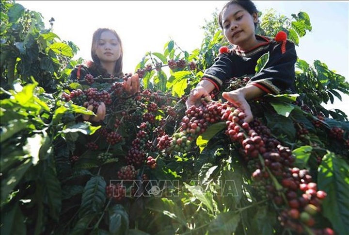 37 international delegations to join 8th Buon Ma Thuot coffee festival - 1 37 international delegations to join 8th Buon Ma Thuot coffee festival - 1