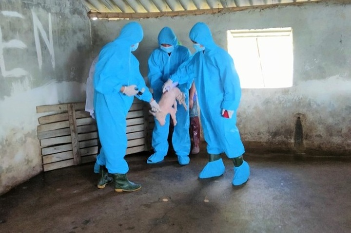 Nghe An farmers hit as African swine fever epidemic spreads - 1 Nghe An farmers hit as African swine fever epidemic spreads - 1