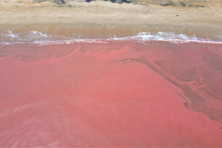 Reddish sea water seen in Ha Tinh - 3