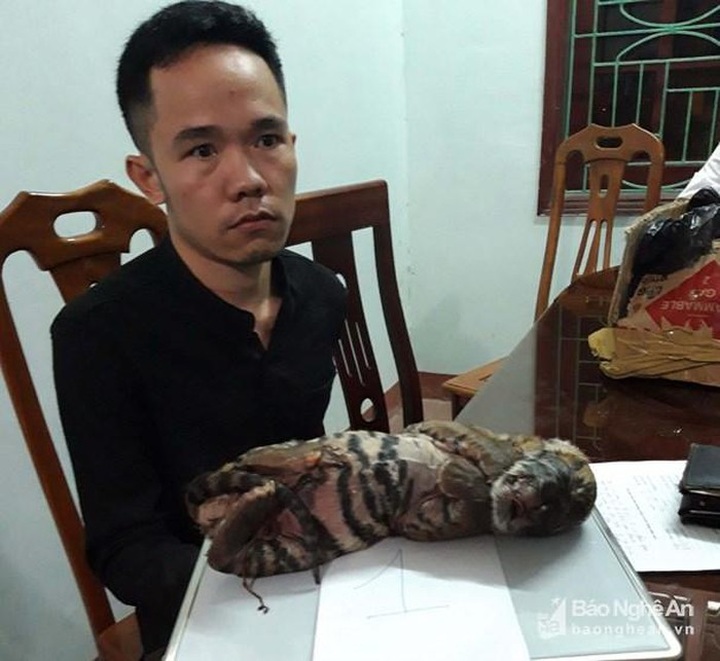 Man detained for trading tiger cubs - 1 Man detained for trading tiger cubs - 1