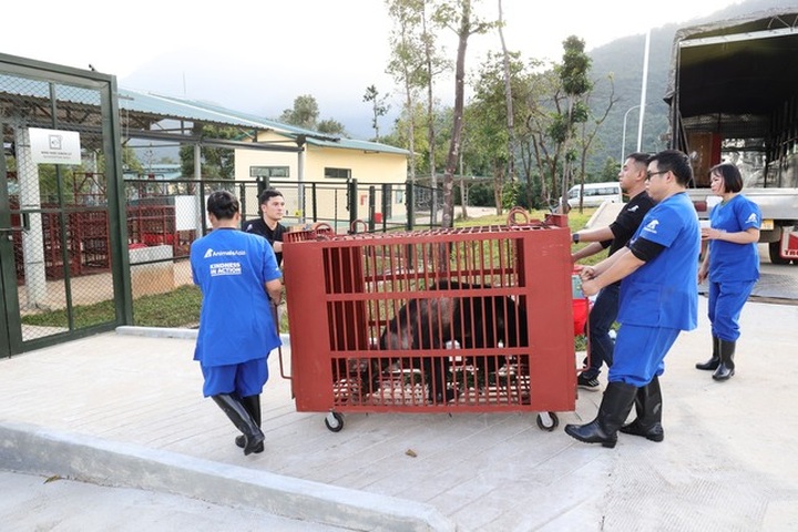 HCM City water park hands over three bears to rescue centre - 1