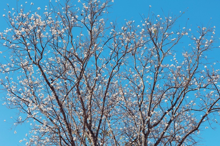 Bauhinia flowers blooming on Da Lat streets - 5 Bauhinia flowers blooming on Da Lat streets - 5