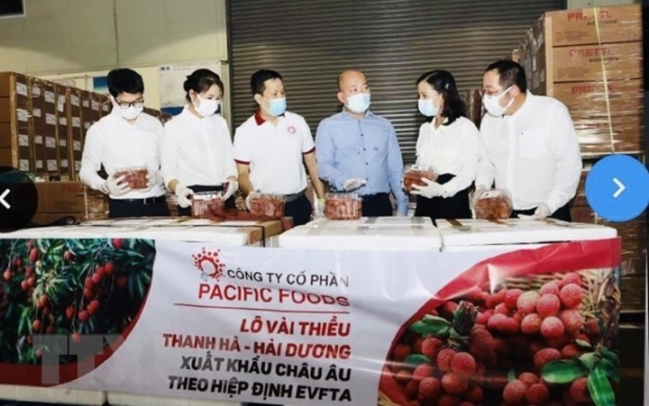 Vietnamese lychees head for EU markets - 1