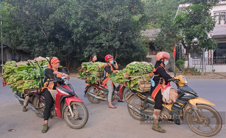 Lai Chau banana market bustles again after China border gate reopens - 1