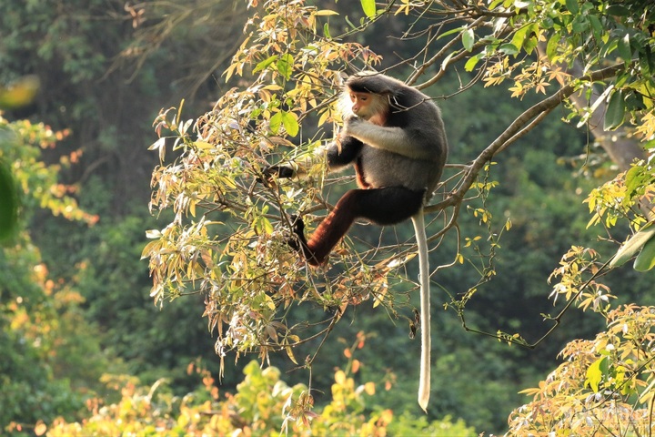 Son Tra Peninsula as the season changes - 4