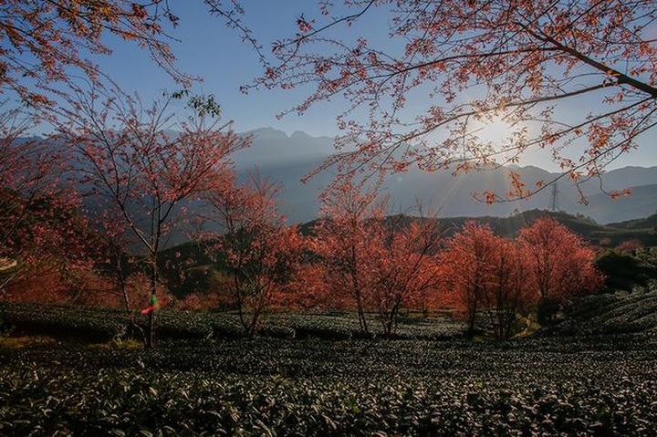 Beautiful scenery as cherry blossoms bloom in Sapa - 1