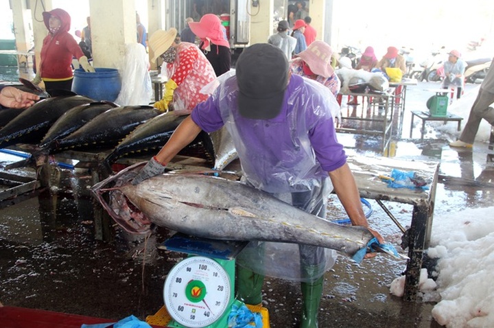 Phu Yen fishermen worry over falling tuna prices - 1