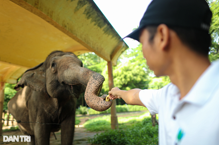 Saigon Zoo elephant dung used to make paper - 4 Saigon Zoo elephant dung used to make paper - 4