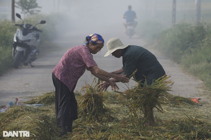 Hanoi’s submerged rice fields face wipeout - 4