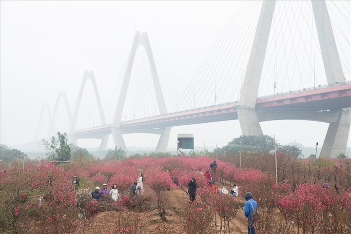 Early peach blossoms gardens in Hanoi attract visitors - 4