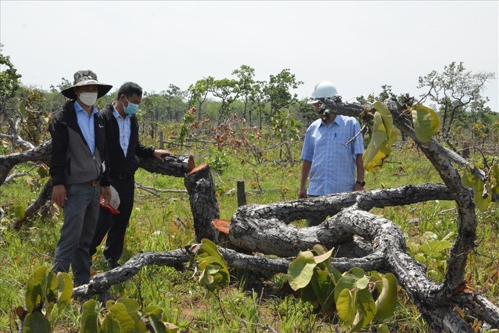Dak Lak witnesses 786 deforestation cases in 2022 - 1
