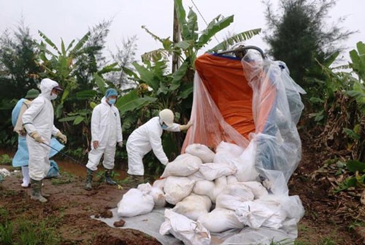 African swine fever spreads to 13 localities - 1