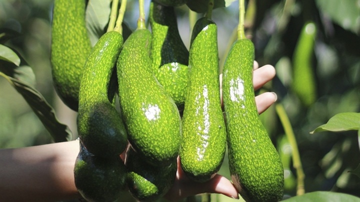 Vietnam trying to get US export licence for avocados - 1