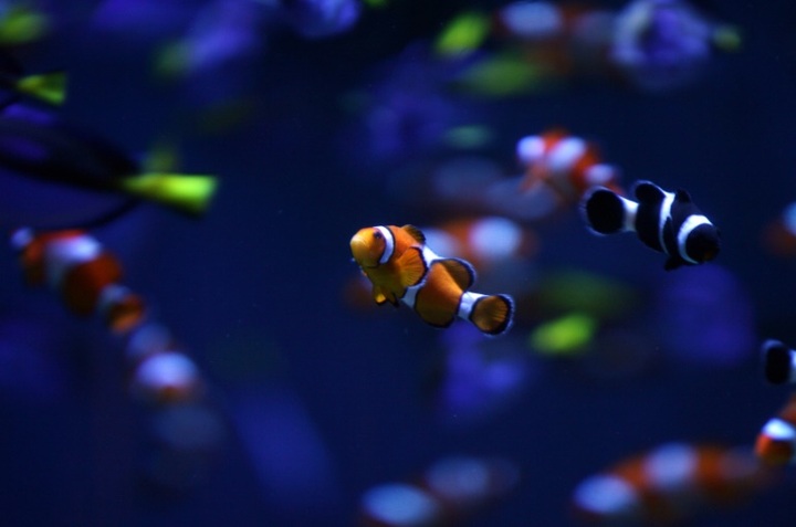 Light pollution puts Nemo's offspring at risk - 1