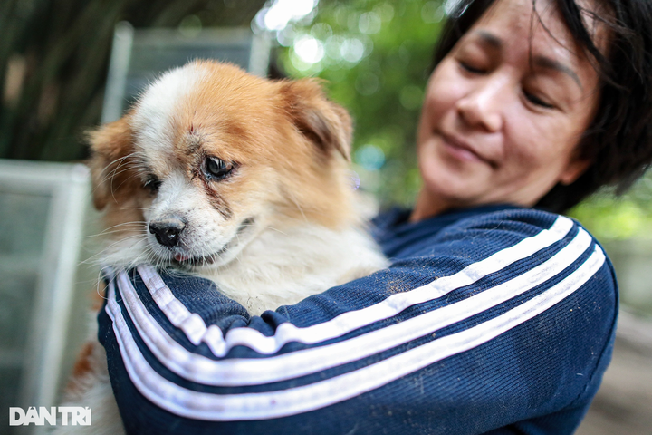HCM City woman saves hundreds of dogs from slaughterhouses - 4