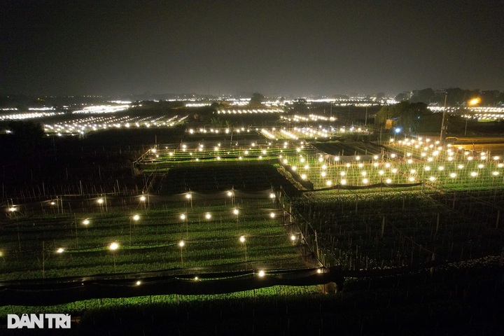 Hanoi flower village ahead of Tet - 9 Hanoi flower village ahead of Tet - 9