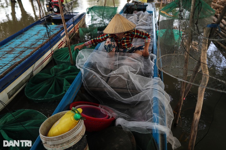 Fish hunting season in Mekong Delta region’s flood season - 7 Fish hunting season in Mekong Delta region’s flood season - 7