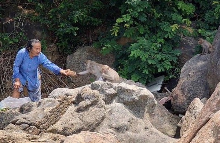 Rare Quang Nam monkey troop handed over to Gia Lai national park - 1 Rare Quang Nam monkey troop handed over to Gia Lai national park - 1