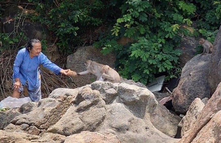 Rare monkey troop in Quang Ngai relocated to the wild - 1