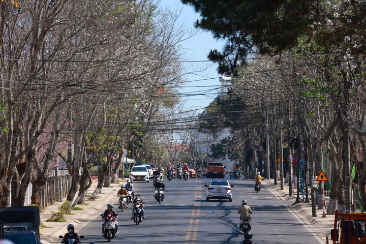 Bauhinia flowers blooming on Da Lat streets - 1 Bauhinia flowers blooming on Da Lat streets - 1