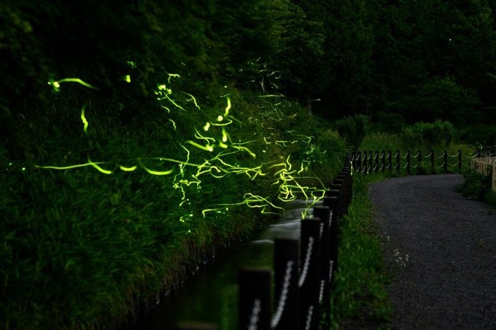 With festival cancelled by virus, Japan fireflies dance alone - 1