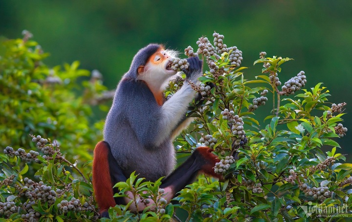 Son Tra Peninsula as the season changes - 5