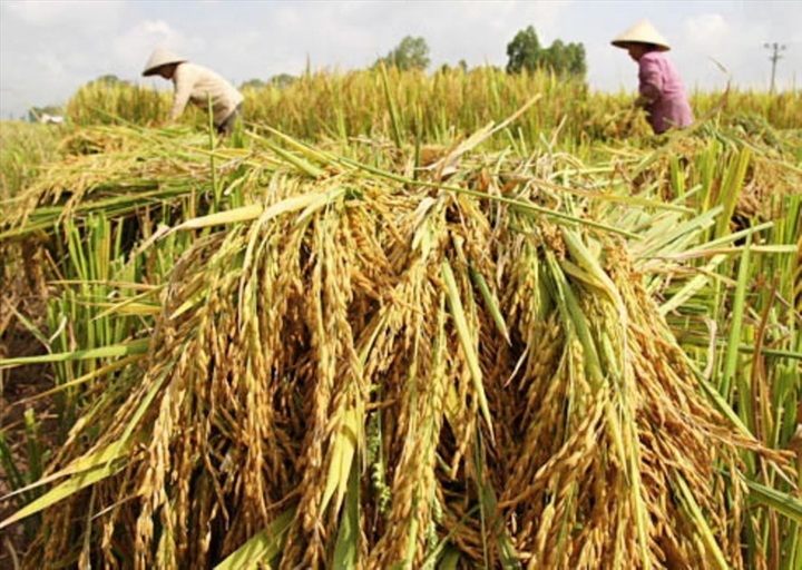 Rice exports see dropping prices due to declining demand - 1