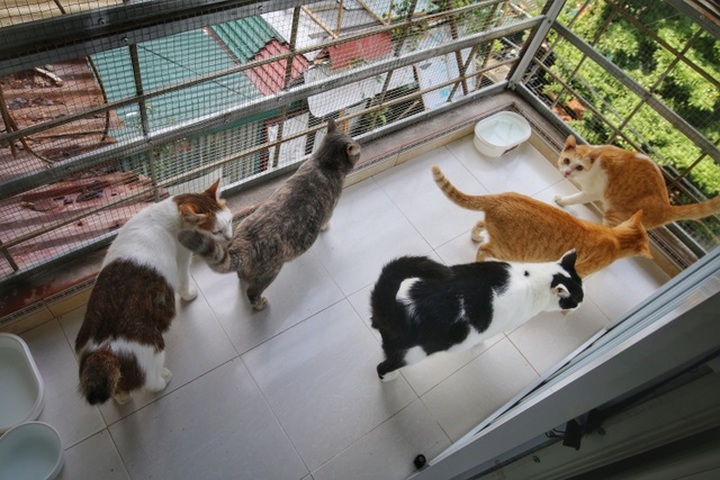 Hanoi woman offers home to abandoned cats - 5