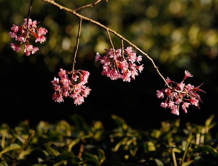 Beautiful scenery as cherry blossoms bloom in Sapa - 3
