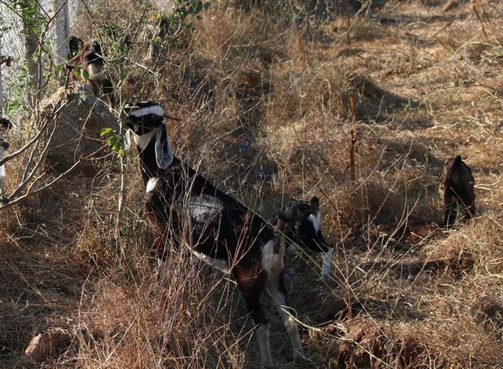 Binh Thuan struggles to deal with early drought - 3