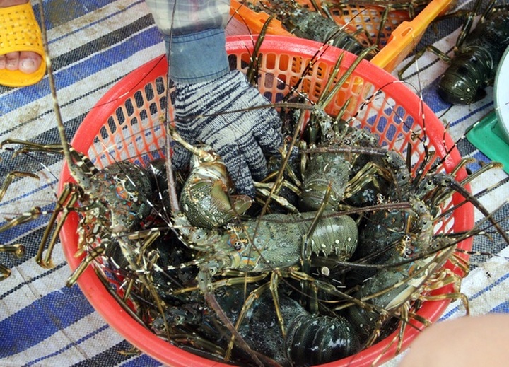 Lobster prices soar due to shortages in Phu Yen - 3