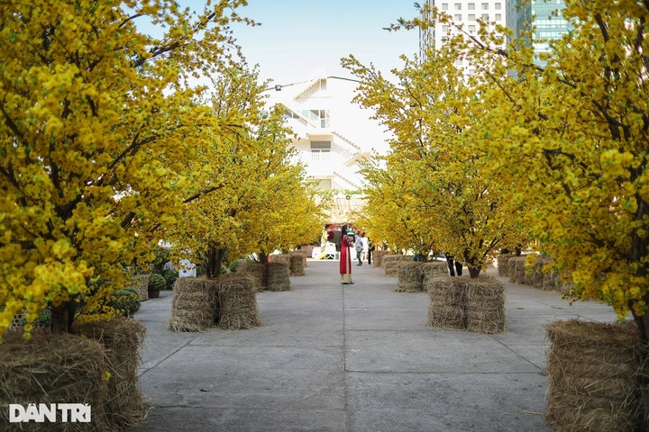 Tet Festival opens in HCM City - 3