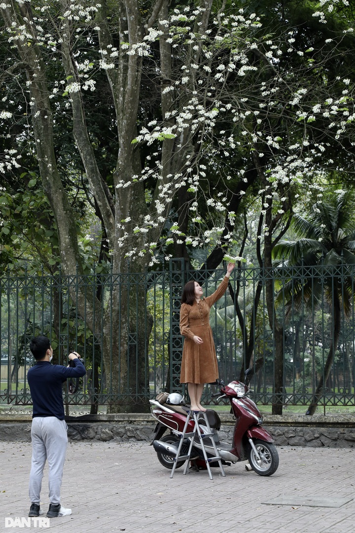 Hanoi streets bloom with white sua flowers - 7
