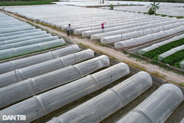 Stunning flower and vegetable fields in Hanoi’s suburbs - 4 Stunning flower and vegetable fields in Hanoi’s suburbs - 4