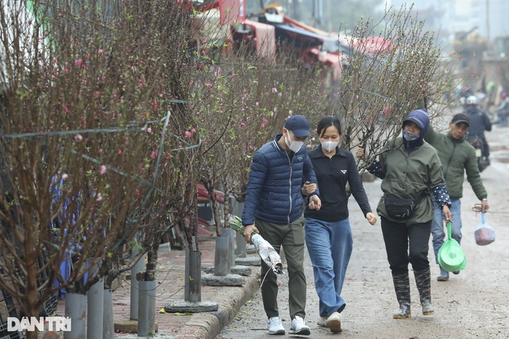 Early peach blossoms hit Hanoi streets - 7
