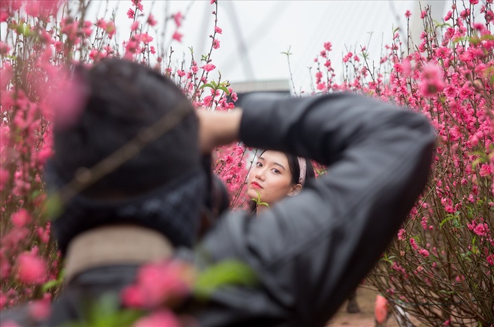 Early peach blossoms gardens in Hanoi attract visitors - 5